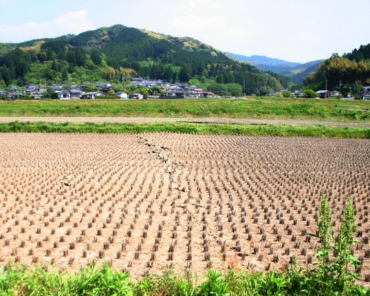 Surficial expression of the fault line in Kumamoto Prefecture. (Source: AIR) 